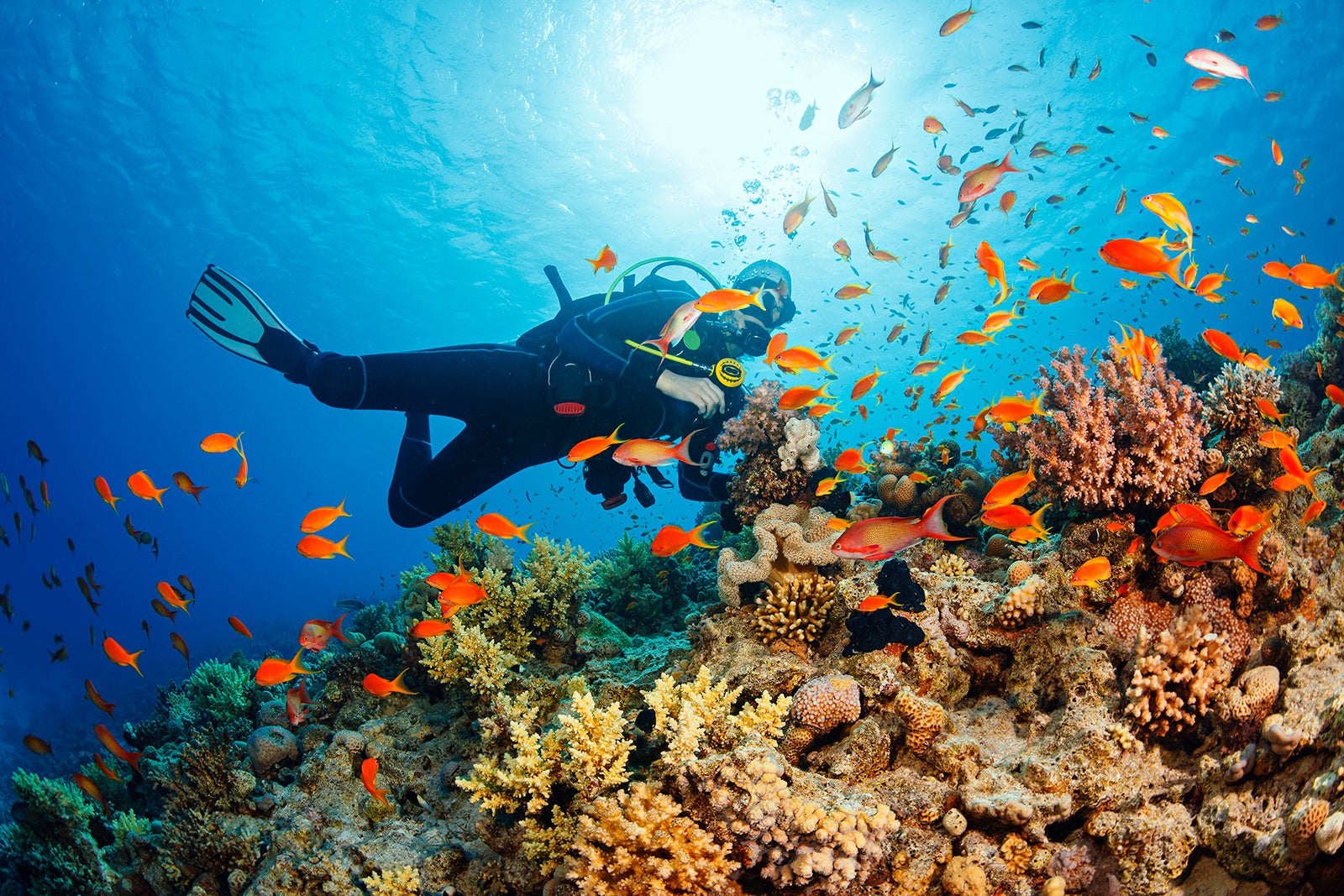 The Best Places to Go Diving in Phuket